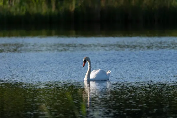 Sakin göl suyunda yüzen tek bir sessiz kuğu. Telefoto zoom lensli yakın çekim.