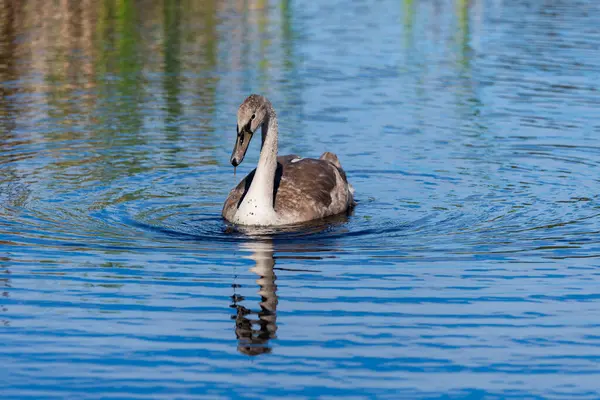Vahşi gölün mavi sularında sallanan ve beslenen tek bir cygnet. Çimen yansıması. Telefoto yakınlaştırma lensi ile yakın çekim.