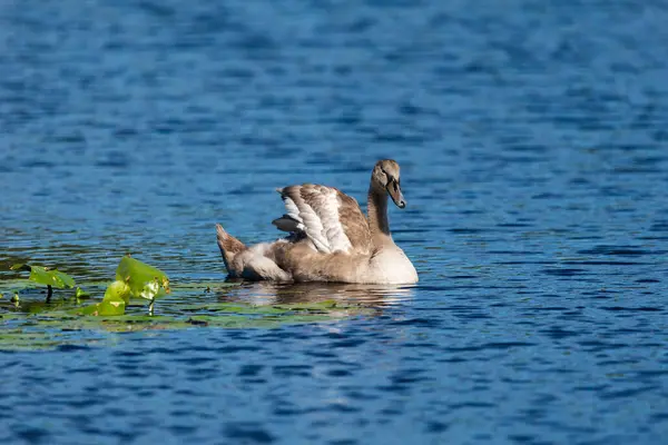 Lonely Cygnet Swinming Feeding Dark Blue Water Wild Lake Κοντινό — Φωτογραφία Αρχείου