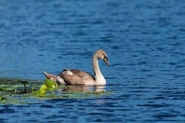 野生の湖のダークブルーの水で単独でシグネットが泳ぎ 餌を与える テレフォトズームレンズでクローズアップショット — ストック写真