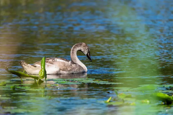 Cigneto Solitário Nadando Alimentando Redor Lagoa Selvagem Dia Ensolarado Close — Fotografia de Stock