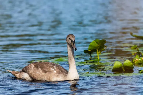 Cigneto Solitário Nadando Alimentando Redor Lagoa Selvagem Dia Ensolarado Close — Fotografia de Stock