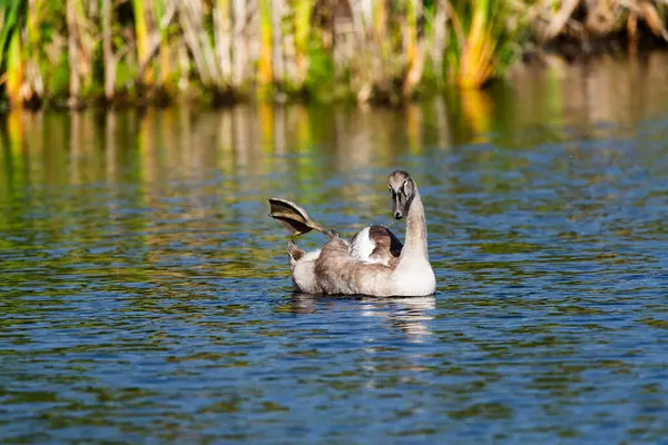 シングルシングルシグネットは 晴れた日に野生の湖の周りを泳ぎ 長距離から脚のクローズアップショットを伸ばします — ストック写真