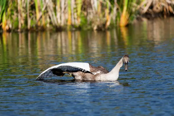 Single Cygnet Swimming Feeding Wild Lake Sunny Day Stretching Its — Fotografia de Stock
