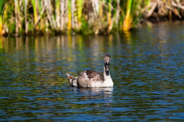 シングルシグネット 晴れた日の野生の湖の周りに泳ぎ 餌を与える 長距離からのクローズアップショット — ストック写真