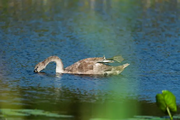Güneşli bir günde tek bir cygnet, vahşi gölün etrafında sallanıyor ve besleniyor. Uzak mesafeden yakın çekim.