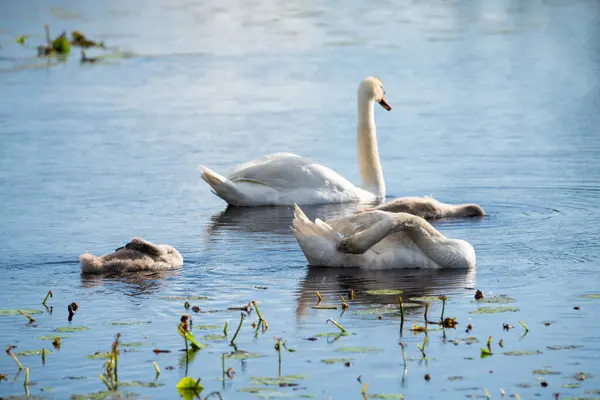 Kuğu ailesi gölette, anne ve baba yavru kuğularıyla yüzüyorlar. Kaleme odaklan..