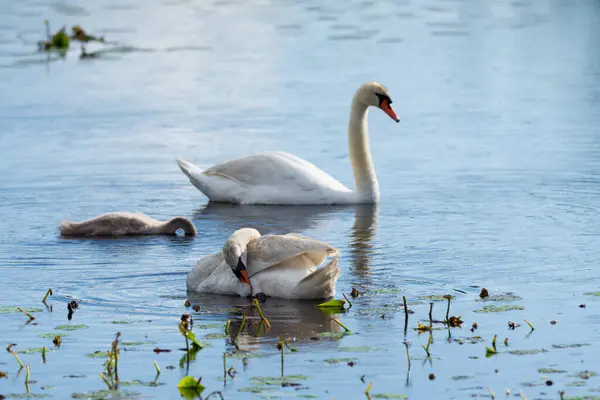 Kuğu ailesi gölette, anne ve baba yavru kuğusuyla yüzüyorlar. Kaleme odaklan..