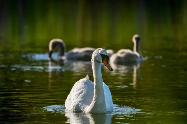 Güneşli bir günde yüzen iki cygnet ile anne kuğu, kaleme odaklan.