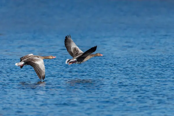 Greylag kazları uçuyor