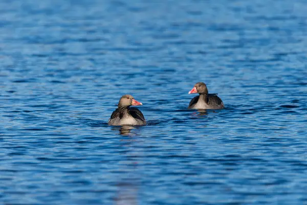 Vahşi gölde yüzen Greylag kazları, seçici odaklanma