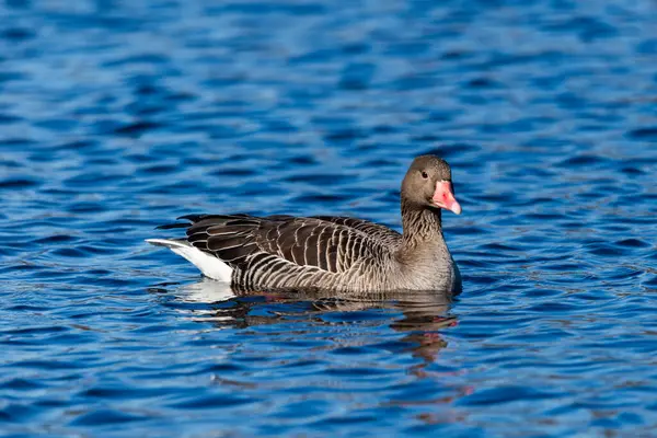 Vahşi gölette yüzen Greylag kazı, yakın çekim.