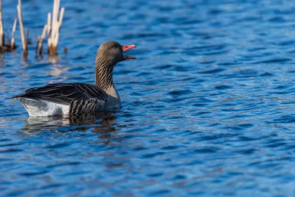 Vahşi gölette yüzen Greylag kazı, yakın çekim.