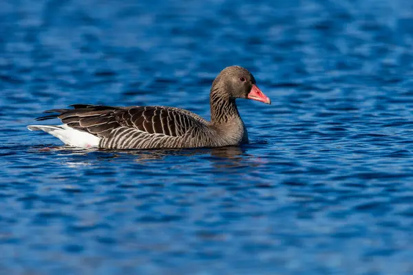 Vahşi gölette yüzen Greylag kazı, yakın çekim.