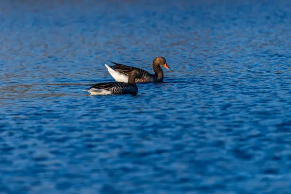 Vahşi gölde yüzen Greylag kazları, seçici odaklanma
