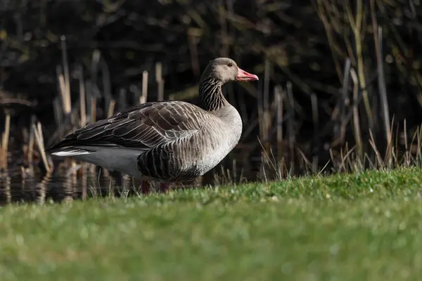 Greylag kaz yemi, yakın çekim.