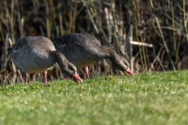 Greylag kazları besleniyor, seçici odaklanıyor