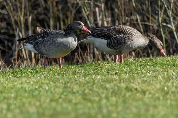 Greylag kazları besleniyor, seçici odaklanıyor