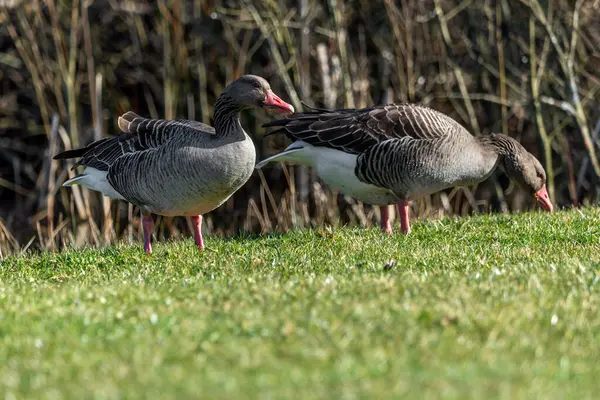 Greylag kazları besleniyor, seçici odaklanıyor