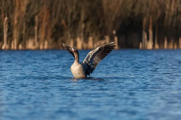 Greylag kaz kanat çırpıyor vahşi bir göl üzerinde. Gün batımında mavi su ile birlikte.