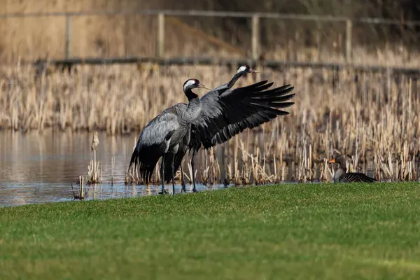 Yaygın turna kuşları (Grus grus), kanat çırpan kanatlar - seçici odaklanma