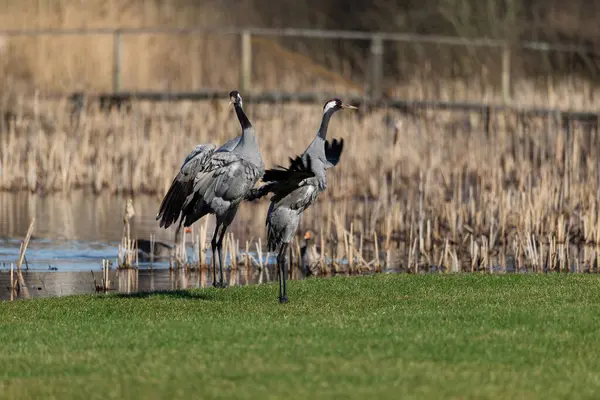 Yaygın turna kuşları (Grus grus), kanat çırpan kanatlar - seçici odaklanma