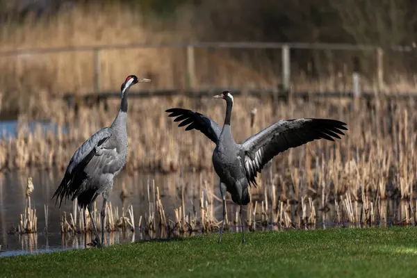 İki turna (Grus grus) çiftleşme mevsiminde dans eder.