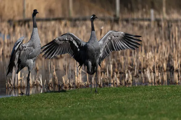 İki turna (Grus grus) çiftleşme mevsiminde dans eder.