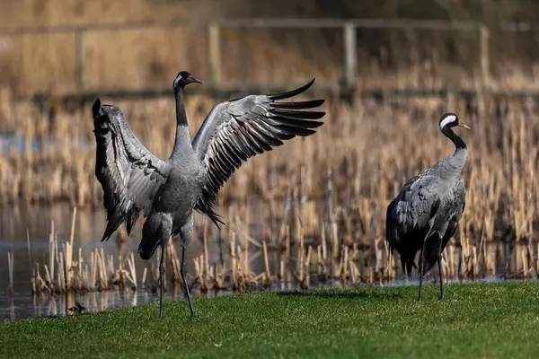 İki turna (Grus grus) çiftleşme mevsiminde dans eder.