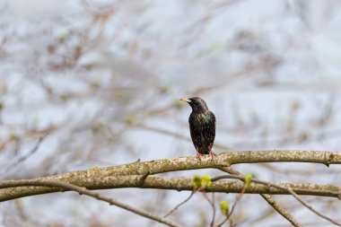 Starling Sturnus vulgaris sitting on branch - the magic of color clipart