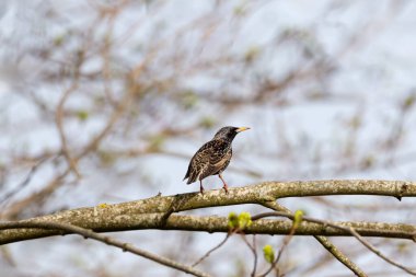 Starling Sturnus vulgaris dalda oturuyor. Renklerin büyüsü.