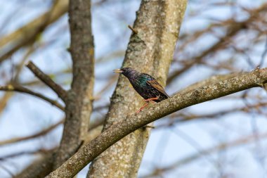 Starling Sturnus vulgaris dalda oturuyor. Renklerin büyüsü.