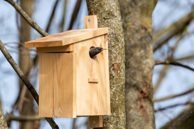 Starling Sturnus kabadayıları kuş evinde. Yakın çekim.