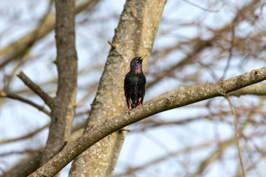 Starling Sturnus vulgaris dalda oturuyor. Renklerin büyüsü.