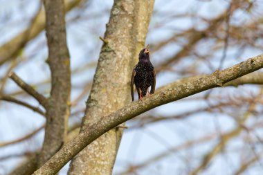 Starling Sturnus vulgaris - Aşk şarkısı - Renklerin büyüsü