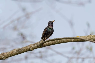 Starling Sturnus vulgaris dalda oturuyor. Renklerin büyüsü.