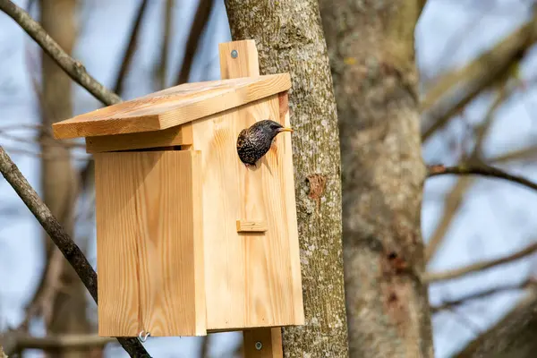 Starling Sturnus kabadayıları kuş evinde. Yakın çekim.