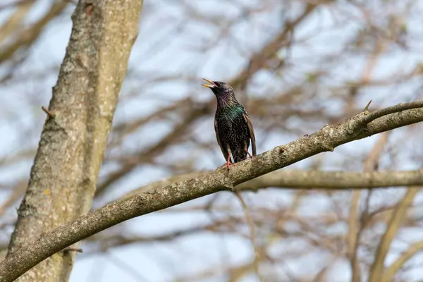 Starling Sturnus vulgaris - Aşk şarkısı - Renklerin büyüsü
