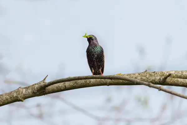 Starling Sturnus vulgaris - yuva yapısı- yakın çekim