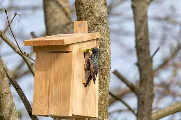 Starling Sturnus vulgaris - yuva yapısı- yakın çekim