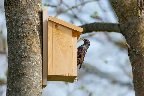 Starling Sturnus kabadayıları kuş evinde. Yakın çekim.