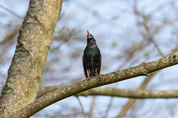 Starling Sturnus vulgaris - Aşk şarkısı - Renklerin büyüsü