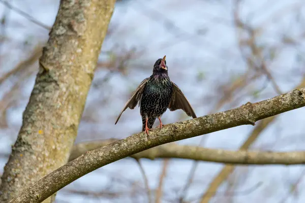 Starling Sturnus vulgaris - Aşk şarkısı - Renklerin büyüsü