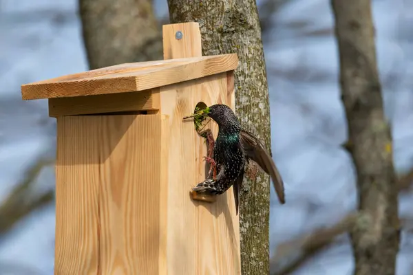 Starling Sturnus vulgaris - yuva yapısı- yakın çekim