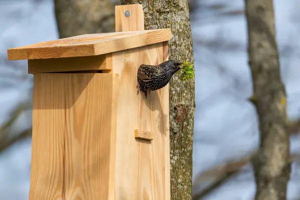 Starling Sturnus kabadayıları kuş evinde. Yakın çekim.