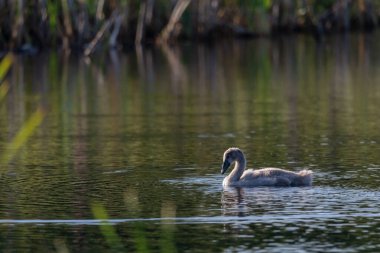 Güneşli bir günde tek bir cygnet, vahşi gölün etrafında sallanıyor ve besleniyor. Uzak mesafeden yakın çekim.