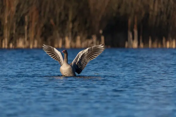 Vahşi bir greylag kaz, vahşi bir gölün üzerinde kanat çırpıyor. Gün batımında mavi bir su.