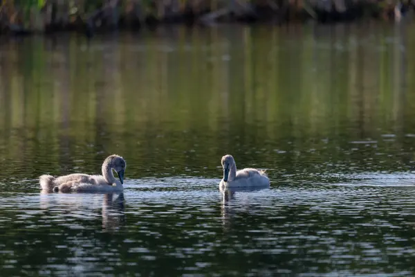 Güneşli bir günde vahşi göl suyunda sallanan ve beslenen iki cygnet. Yakın çekim.