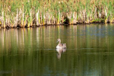 Güneşli bir günde tek bir cygnet, vahşi gölün etrafında sallanıyor ve besleniyor. Uzak mesafeden yakın çekim.