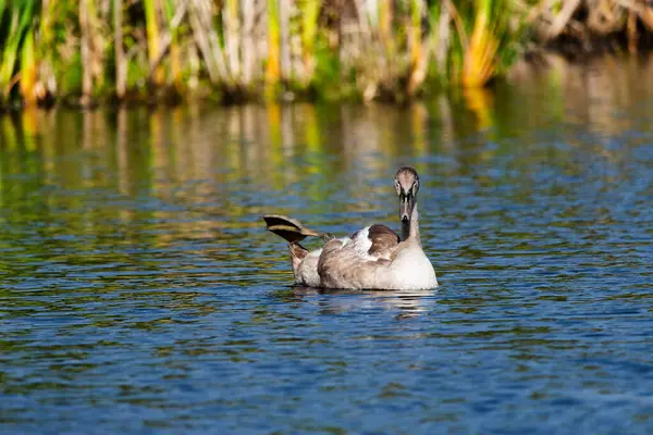 Güneşli bir günde vahşi gölün etrafında sallanan ve beslenen tek bir cygnet, uzun mesafeden yakın çekimini yapıyor.